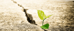 Resiliente Organisation: Resilienz als Erfolgsfaktor im Business