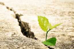Resiliente Organisation: Resilienz als Erfolgsfaktor im Business