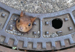Eichhörnchen guckt aus Deckel | Breitenmoser HR